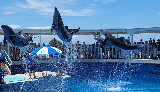 Gulfarium Marine Adventure Park
