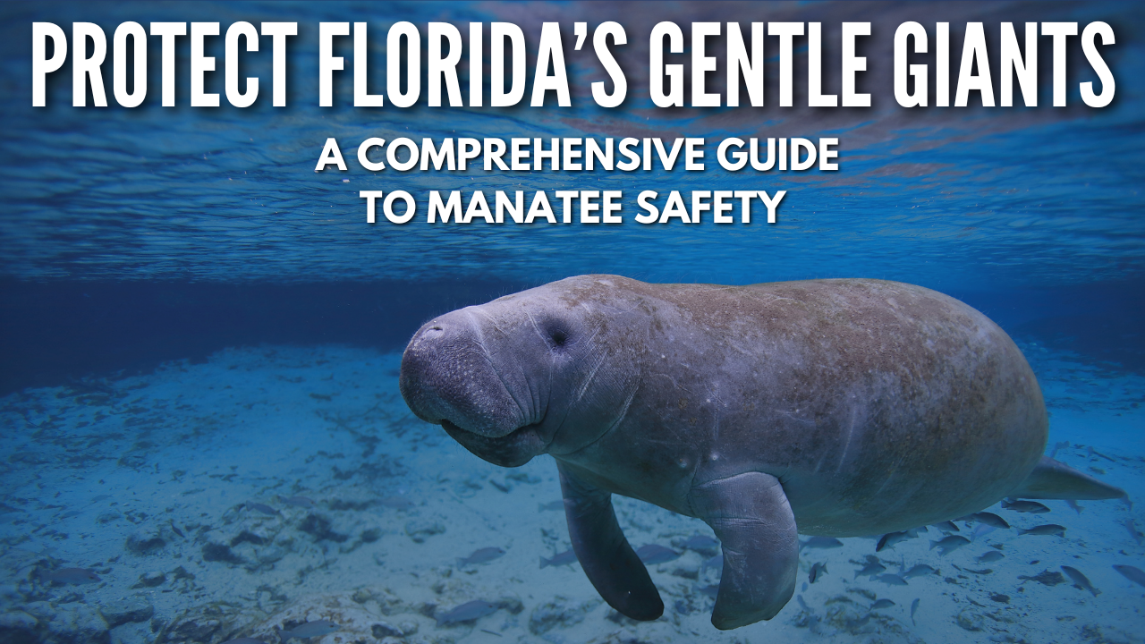 Protect Florida’s Gentle Giants: A Comprehensive Guide to Manatee Safety