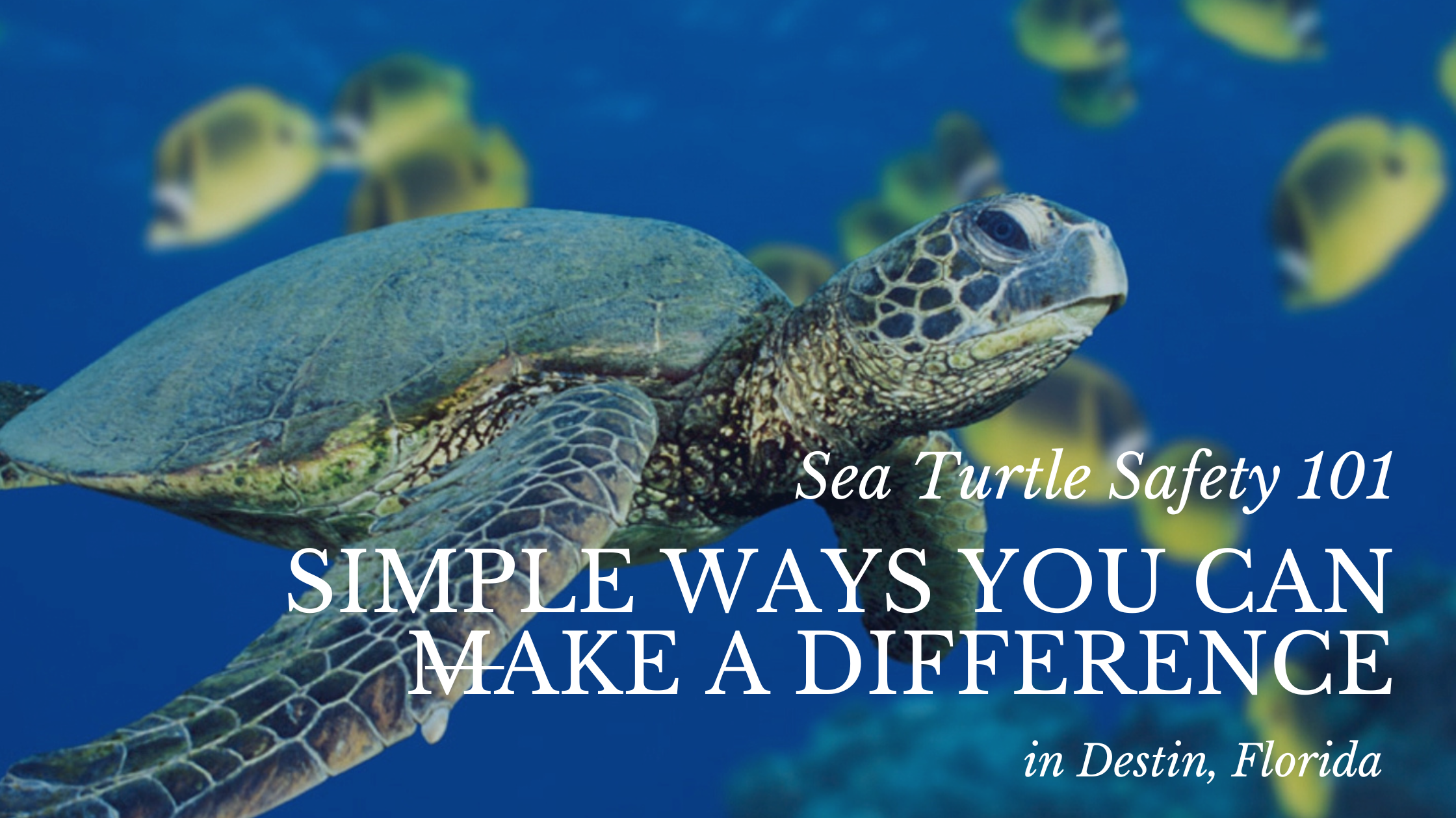 Sea Turtle Safety 101: Simple Ways You Can Make a Difference