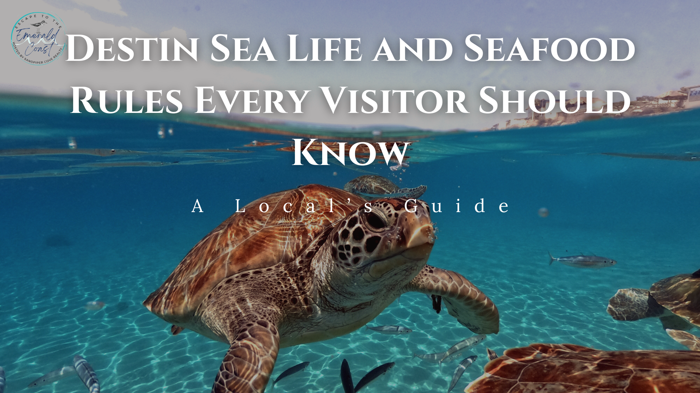 Destin Sea Life and Seafood Rules Every Visitor Should Know